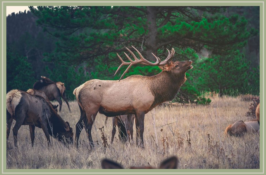 img of elk