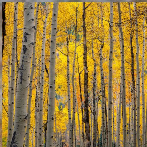 fall trees