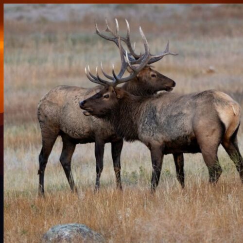 colorado wildlife
