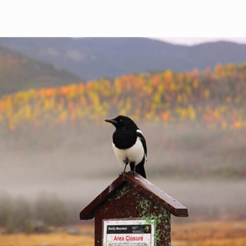 bird
