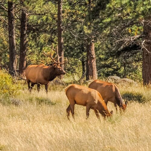 rocky mountain wildlife